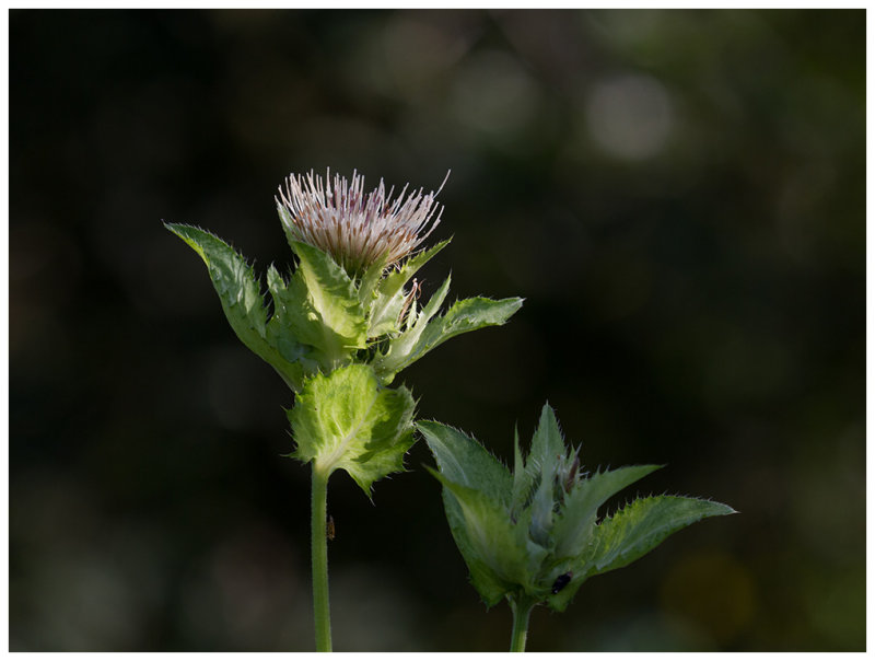 Cirsium oleraceum   