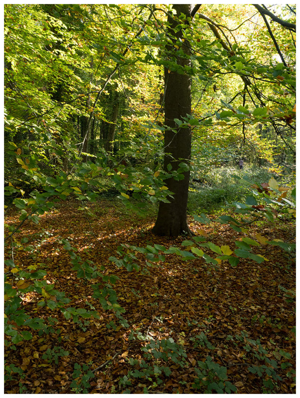 autumn