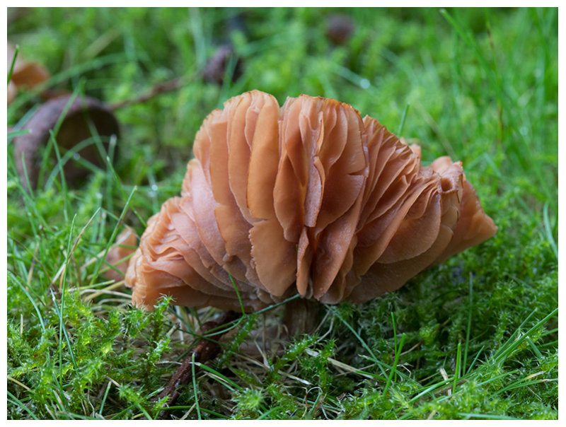 Laccaria laccata