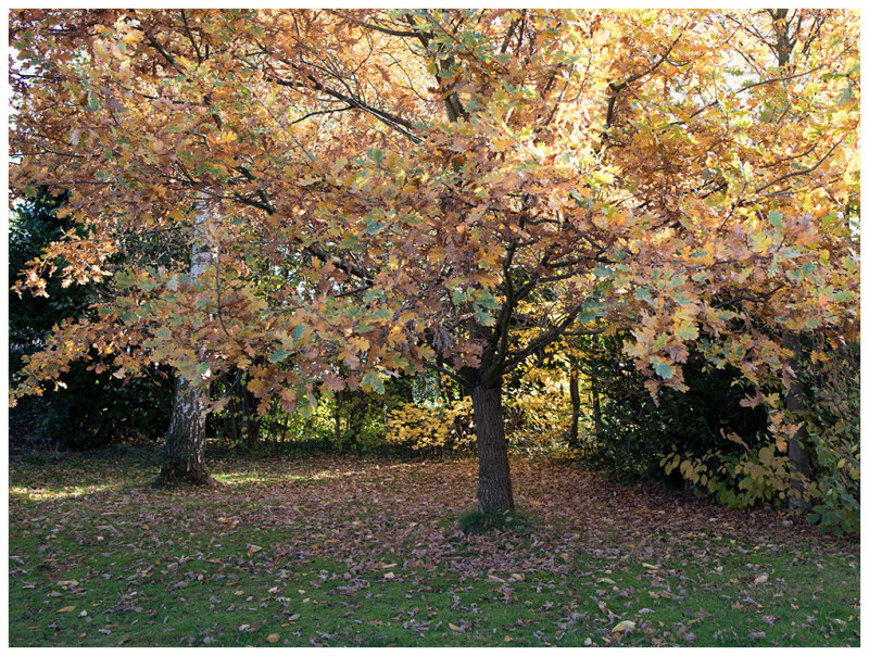 autumn