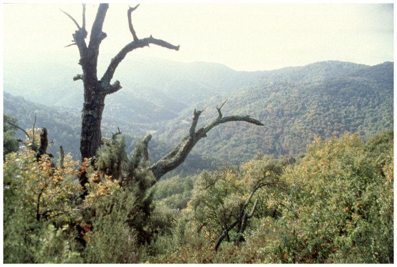 les garrigues