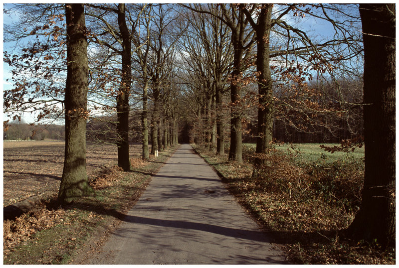 Buggenhoutbos