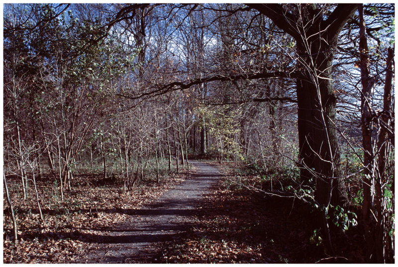 Buggenhoutbos