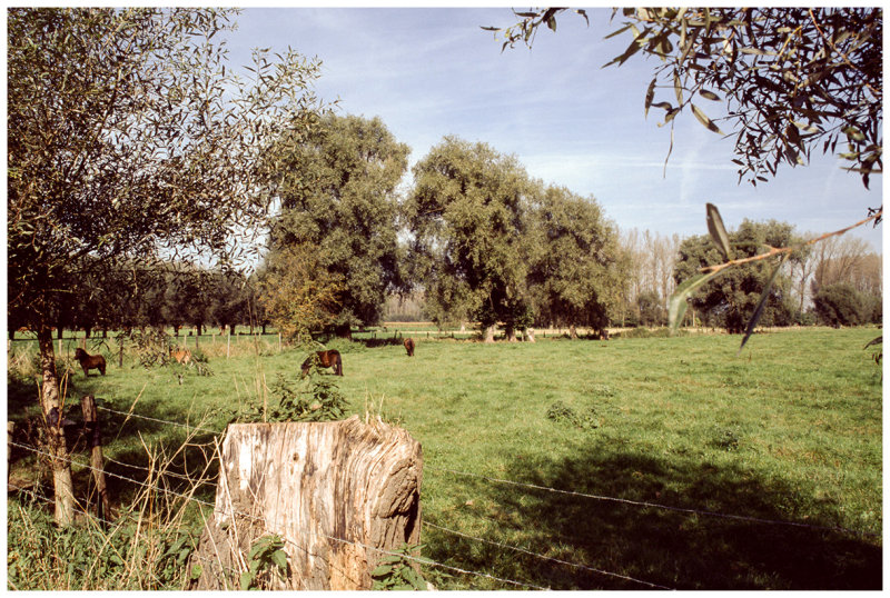 Schonegem