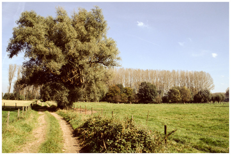 Honegem