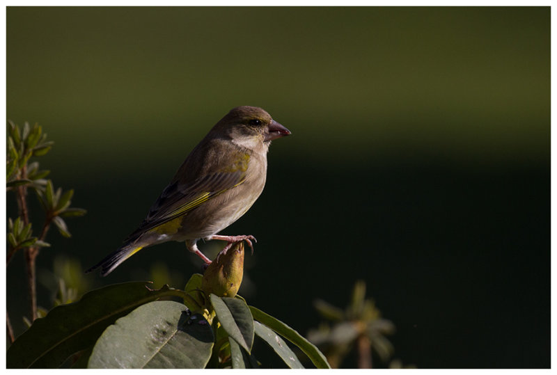Greenfinch ♀