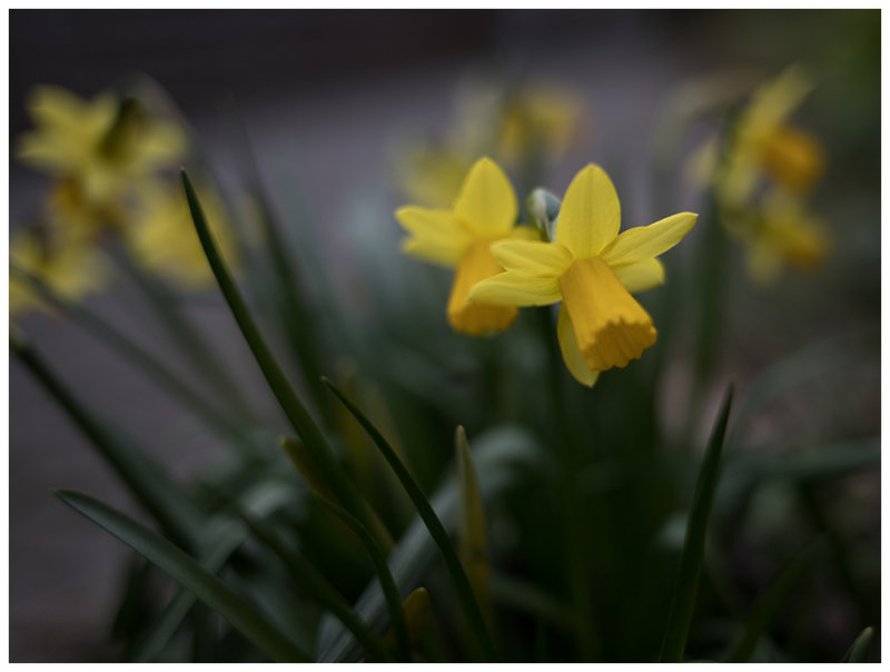 Narcissus