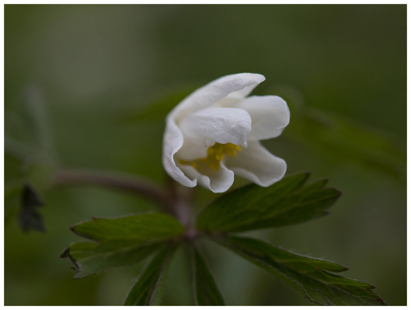 Anemone nemorosa