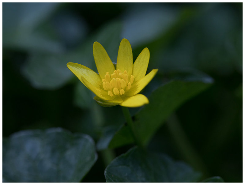 Ranunculus ficaria