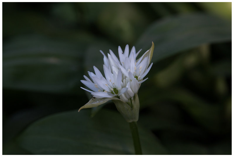 Allium ursinum