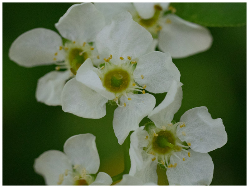 Prunus padus