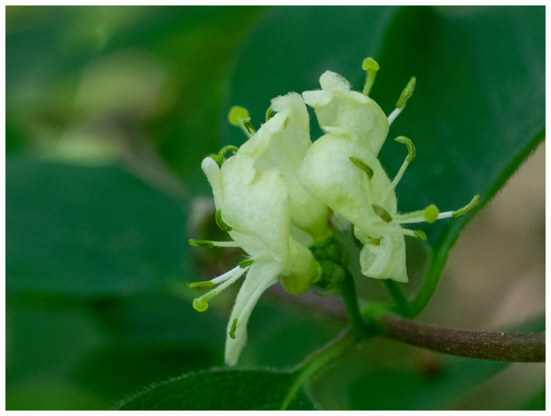 Lonicera xylosteum     