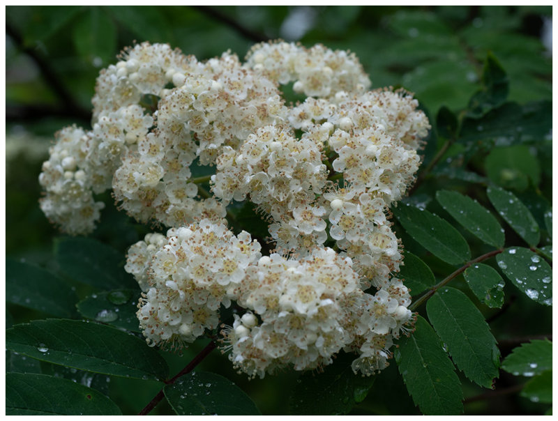 Sorbus aucuparia