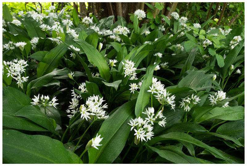 Allium ursinum