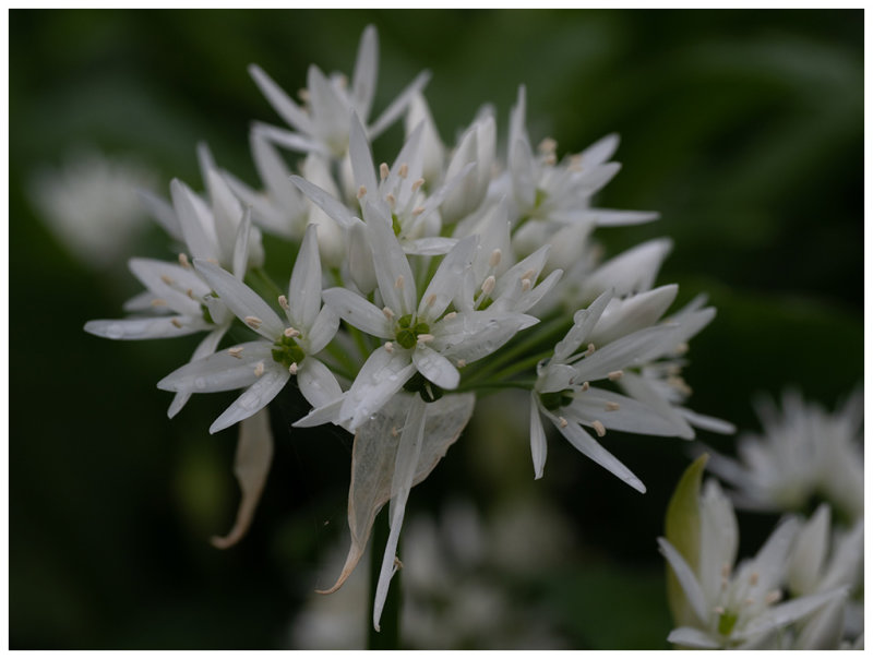 Allium ursinum