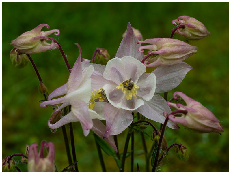 Aquilegia