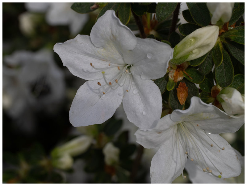 azalea
