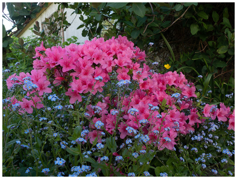 azalea