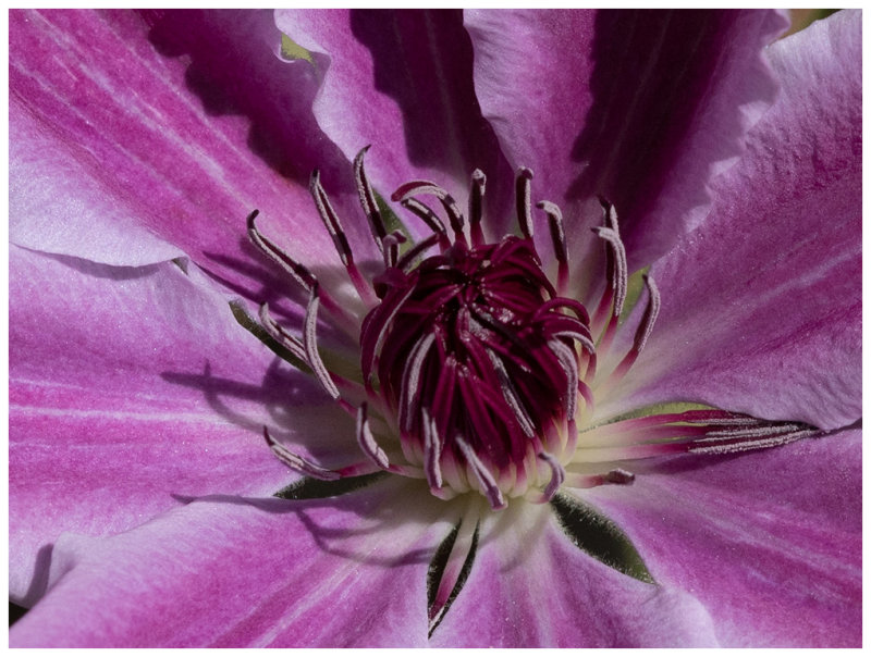 Clematis