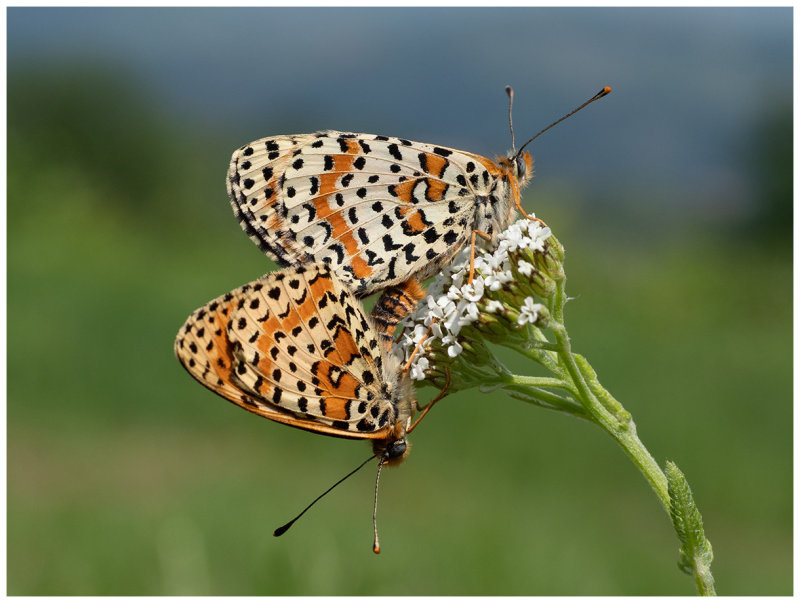 Melitaea didyma