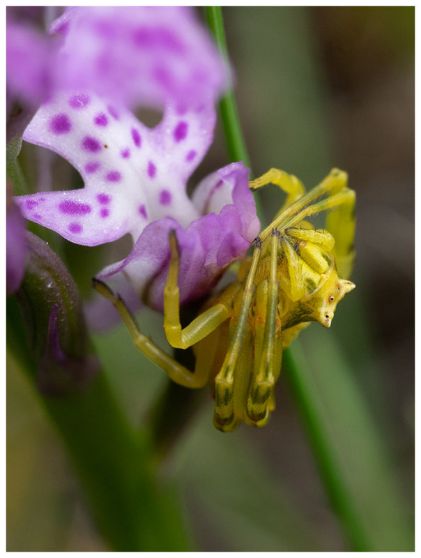 Misumena vatia