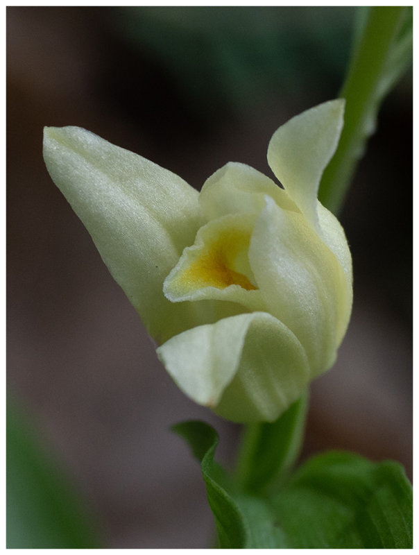 Cephalantera damasonium