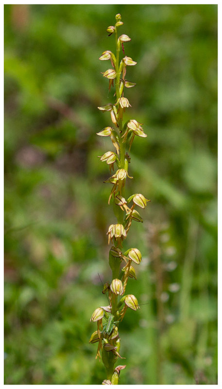 Aceras antropophorum