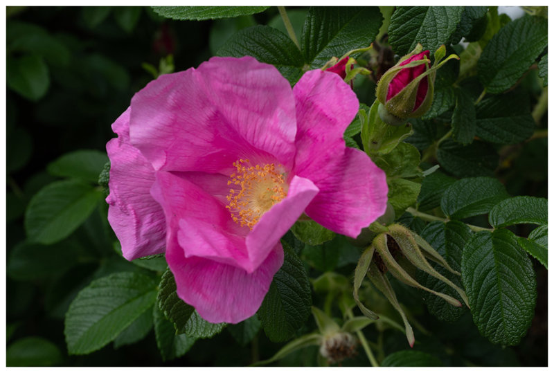 Rosa rugosa  