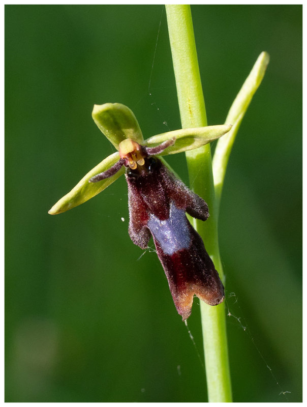 Ophrys insectifera