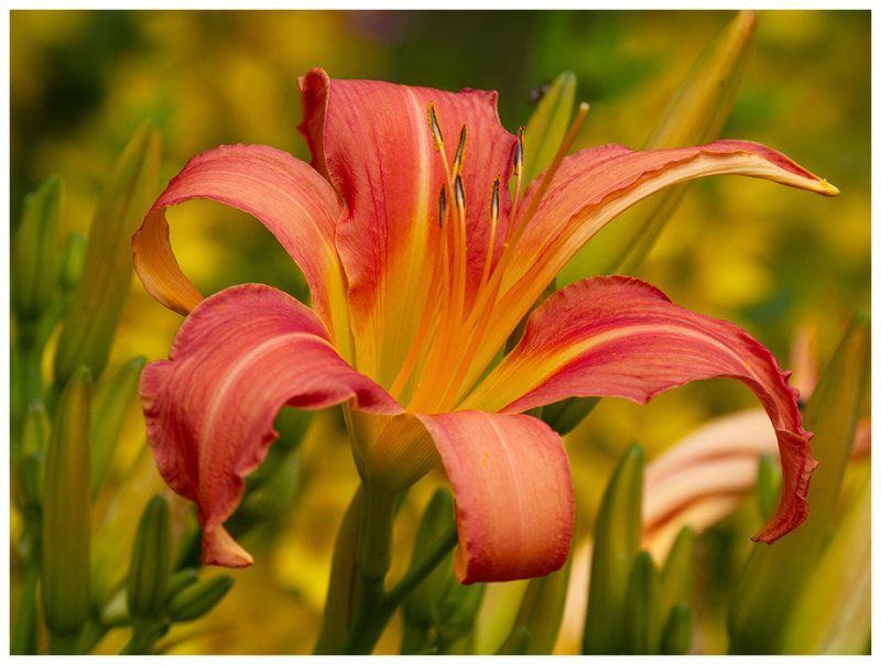 Lily