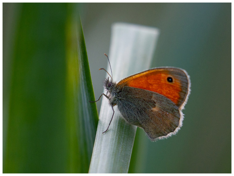 Coenonympha pamphilus