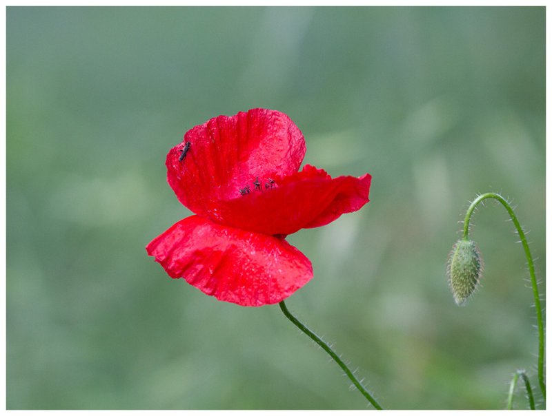 Papaver rhoeas   