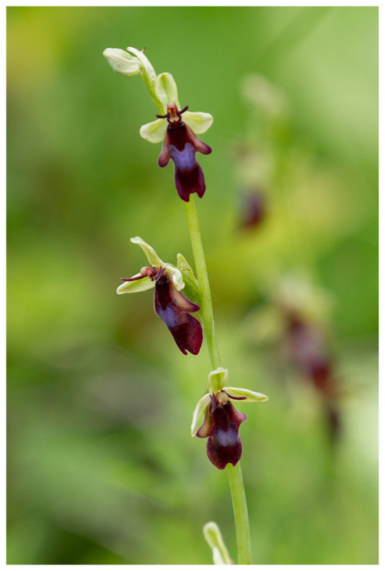 Ophrys insectifera