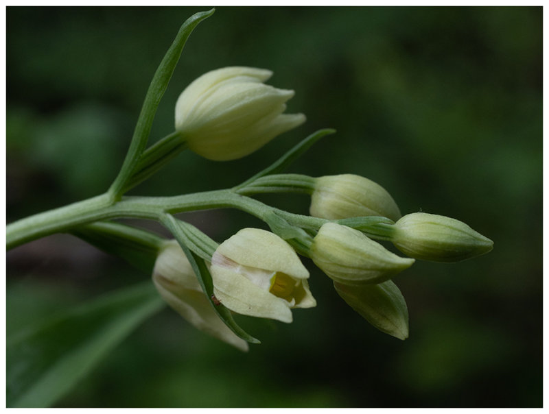 Cephalanthera damasonium