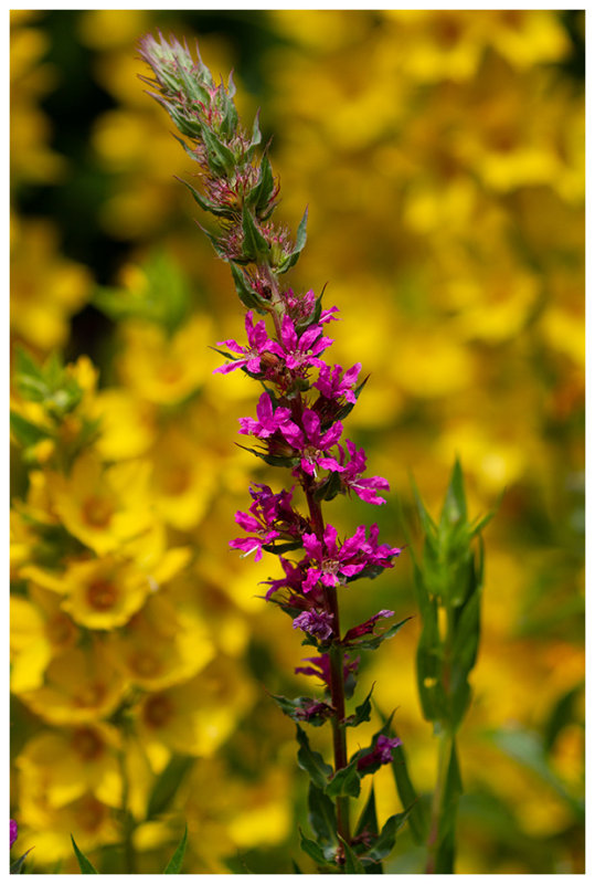 Lythrum salicaria