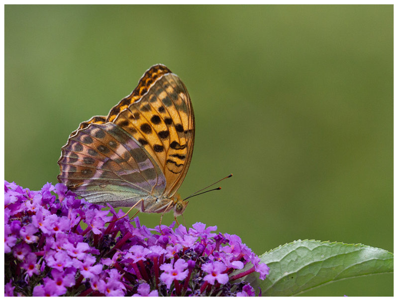 Argynnis paphia  