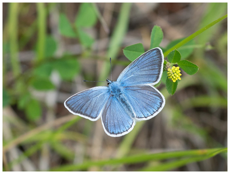 Polyommatus coridon