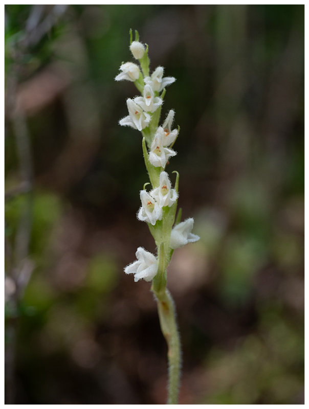 Goodyera repens