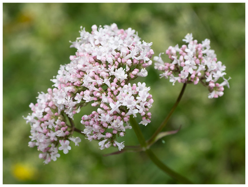 Valeriana officinalis