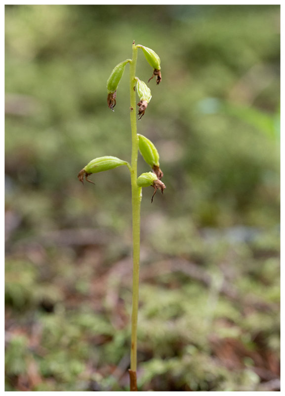 Corallorhiza trifida
