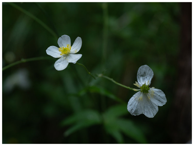 Ranunculus aconitifolius