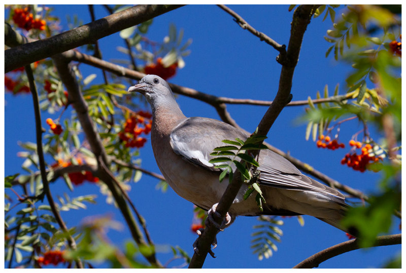 Wood Pigeon