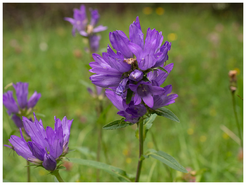 Campanula glomerata