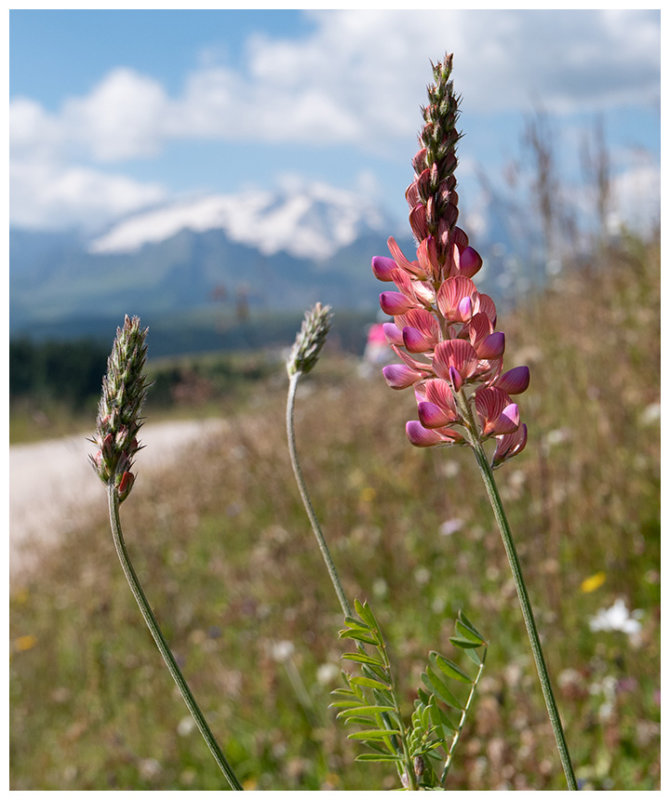 Onobrychis viciifolia
