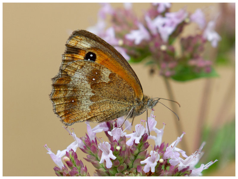 Pyronia tithonus  