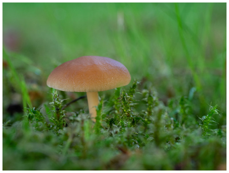 Collybia dryophila   