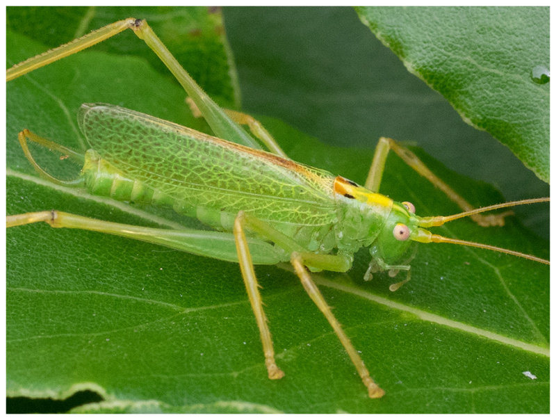 Meconema thalassinum