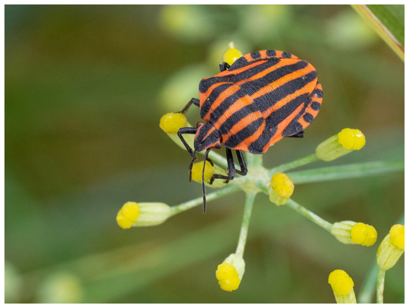 Graphosoma italicum