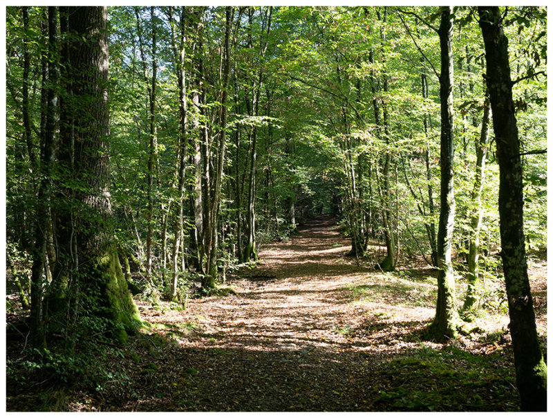 Bois de Virelles