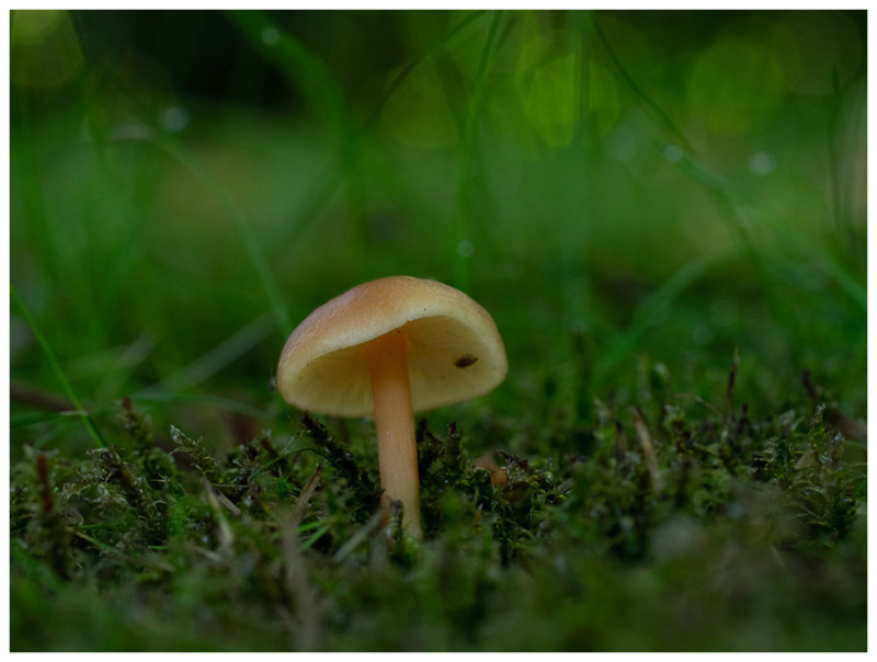 Collybia dryophila   